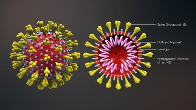 What is the coronavirus and what causes it?